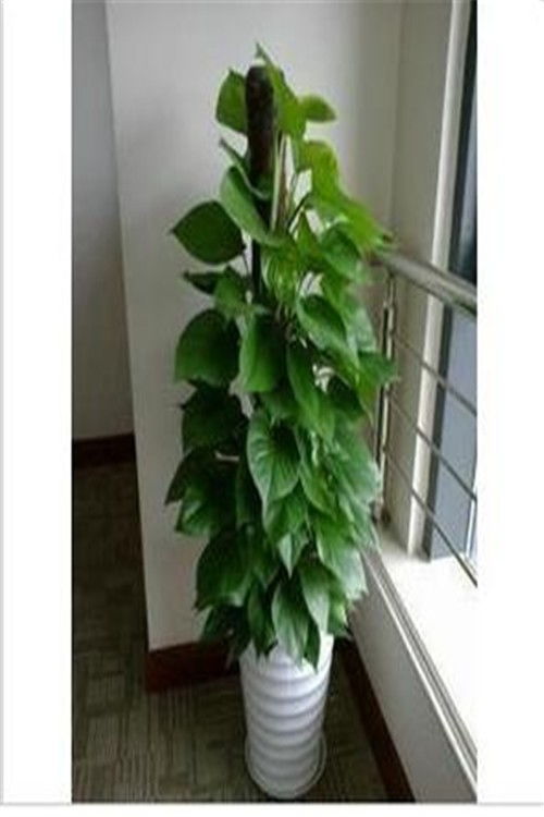 天津鮮花綠植銷(xiāo)售與凈化服務(wù) 點(diǎn)亮生活，凈化空間
