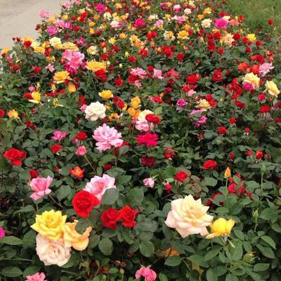 萬(wàn)方花卉 山東月季批發(fā)優(yōu)選，品種齊全廠家直銷(xiāo)